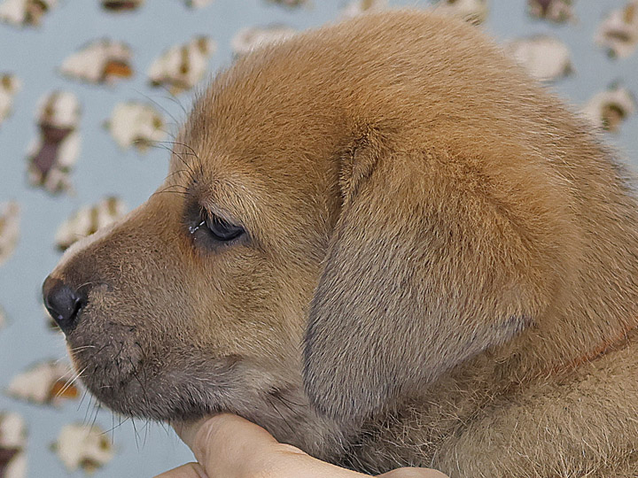 chinook puppy